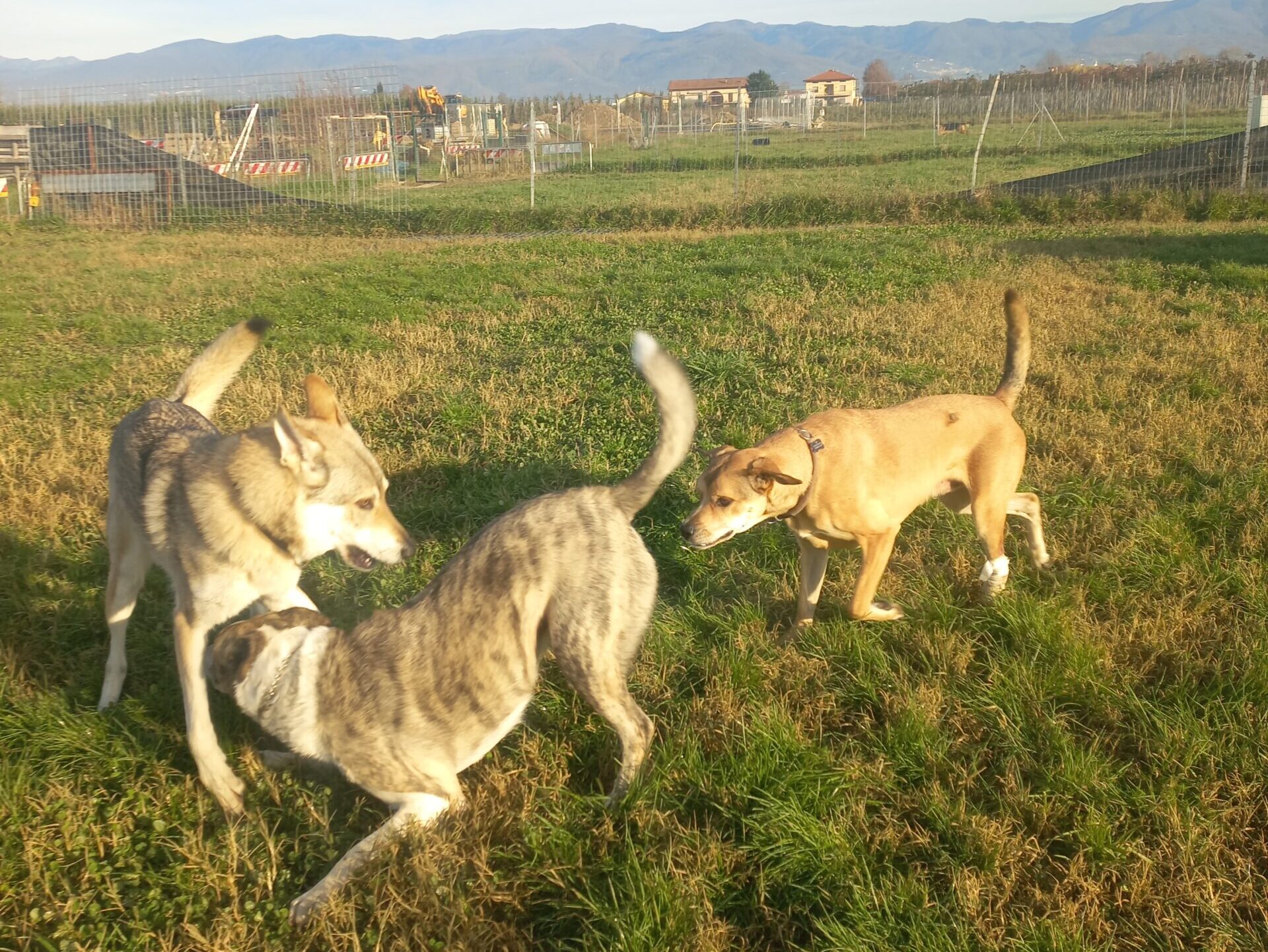 Kira, Max e Drugo